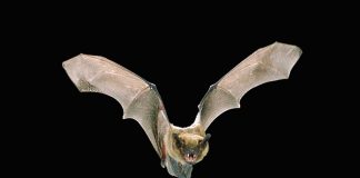 Sábado é possível ouvir e identificar morcegos