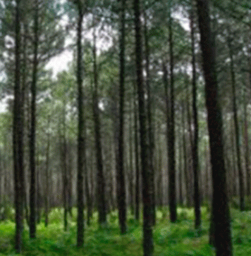 Homem morre durante operações de limpeza da Mata do Urso