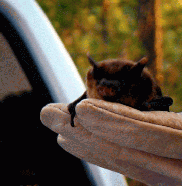 Observação sensibiliza para a importância dos morcegos