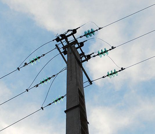 EDP quer identificar árvores que ameaçam linhas eléctricas