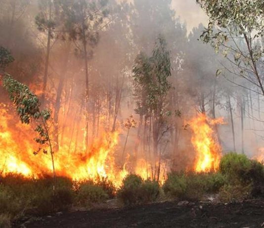 Incêndios mobilizaram perto de 80 bombeiros
