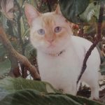 classificados-gato-desaparecido
