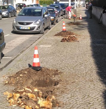 Câmara de Pombal substitui árvores na cidade