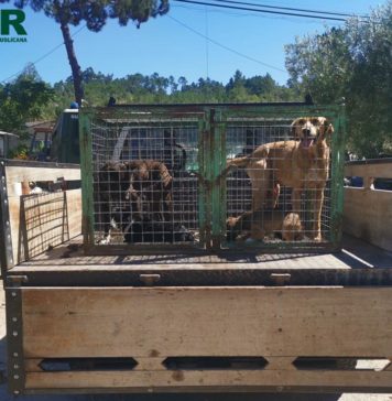 GNR recupera material furtado em residências