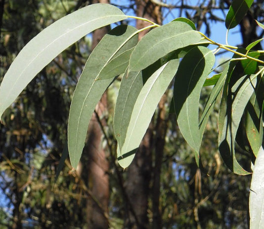 Lar de idosos denuncia “plantação ilegal de eucaliptos” no Paço