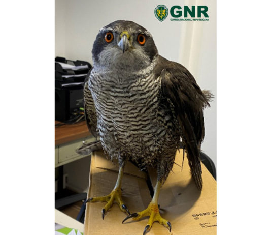 GNR recupera ave e cobra em Vermoil e Santiago de Litém