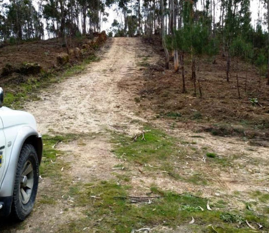 GNR registou quase 1.400 casos de incumprimento na limpeza de terrenos