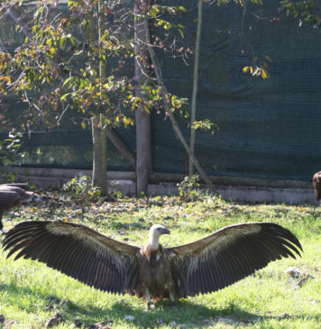 ‘Os Amigos do Arunca’ lançam crowdfunding para apadrinhar Grifo do Arunca