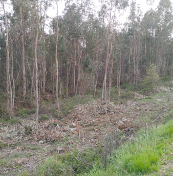 GNR já detectou quase 700 terrenos em incumprimento