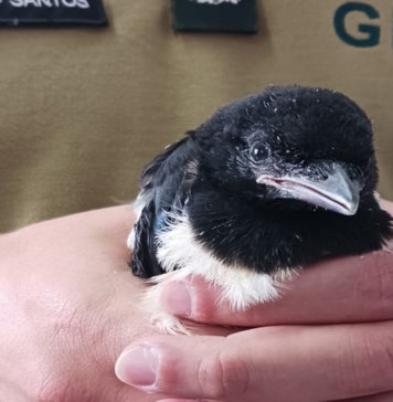 GNR recolheu ave juvenil Pombal