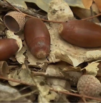 ANSIÃO | Especialistas abordam importância da bolota em conferência ibérica