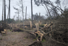 Kristin: Estado paga até 1.500 euros por hectare para limpeza de terrenos