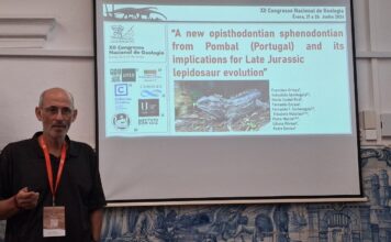 Fósseis de Pombal podem revelar nova espécie e um dos maiores saurópodes da Europa